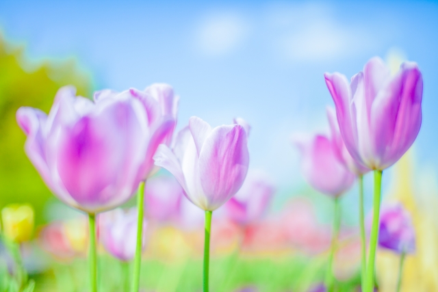 複数企業に内定した時の就職先の最終的な決め方・決め手とは？ | 5000人以上面接担当の役員が語る